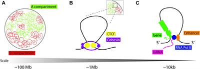 Epigenetics and Heart Development